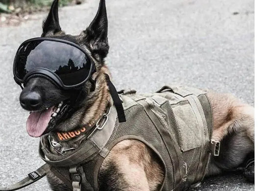 Dog Sunglasses for Medium to Large Breeds (One Pair)